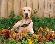 Cargar imagen en el visor de la galería, Punto De Cruz Diamante - Punto De Cruz Diamante - Labrador - Figuredart - Mascotas Punto De Cruz Diamante Animales