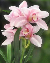Cargar imagen en el visor de la galería, Punto De Cruz Diamante - Punto De Cruz Diamante - Hermosa Flor - Figuredart - Flores Punto De Cruz Diamante Flores
