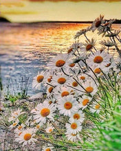 Cargar imagen en el visor de la galería, Punto De Cruz Diamante - Punto De Cruz Diamante - Margaritas A Lo Largo Del Agua - Figuredart - Flores Punto De Cruz Diamante Flores