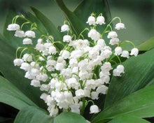 Cargar imagen en el visor de la galería, Punto De Cruz Diamante - Punto De Cruz Diamante - Ramo Muguet - Figuredart - Flores Punto De Cruz Diamante Flores
