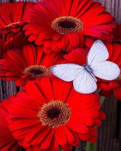 Cargar imagen en el visor de la galería, Punto De Cruz Diamante - Punto De Cruz Diamante - Margaritas Rojo Y Blanco De La Mariposa - Figuredart - Flores Mariposas Mascotas Punto De