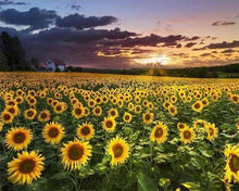 Cargar imagen en el visor de la galería, Punto De Cruz Diamante - Punto De Cruz Diamante - Campo Del Girasol - Figuredart - Flores Punto De Cruz Diamante Flores
