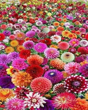 Cargar imagen en el visor de la galería, Punto De Cruz Diamante - Punto De Cruz Diamante - Campo De Flores - Figuredart - Flores Punto De Cruz Diamante Flores