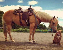 Cargar imagen en el visor de la galería, Punto De Cruz Diamante - Punto De Cruz Diamante - Caballo - Figuredart - Caballos Mascotas Punto De Cruz Diamante Animales