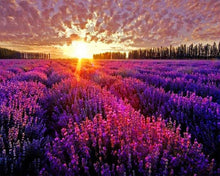 Cargar imagen en el visor de la galería, Diamond Painting - Campo de Lavanda