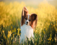 Cargar imagen en el visor de la galería, Diamond Painting - Pequeño perro en un campo