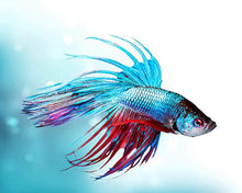 Cargar imagen en el visor de la galería, Diamond Painting - Pez luchador