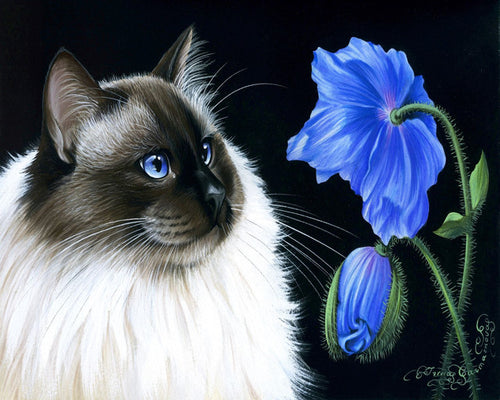 Pintar por números Cara floral Figured'Art Fácil Novedades Animales Gatos Flores