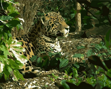 Cargar imagen en el visor de la galería, Pintar por números - Leopardo 2