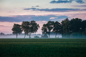 Pintar Por Números - Árboles En La Niebla - Figuredart - Paisajes Árboles