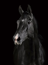 Cargar imagen en el visor de la galería, Pintar Por Números - Caballo Oscuro - Figuredart - Animales Caballos Novedades