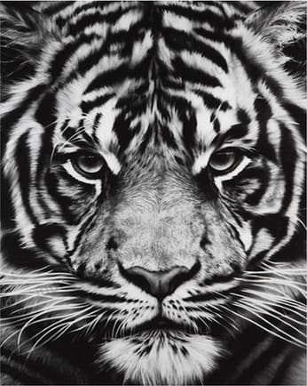 Pintar Por Números - Cabeza De Tigre Blanco Y Negro - Figuredart - Animales Tigres