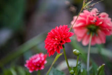 Cargar imagen en el visor de la galería, Pintar Por Números - Flor Roja Brillante - Figuredart - Flores