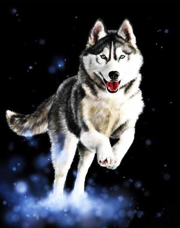 Pintar Por Números - Husky - Figuredart - Animales