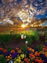 Cargar imagen en el visor de la galería, Punto De Cruz Diamante - Punto De Cruz Diamante - Campos De Flores - Figuredart - Flores Punto De Cruz Diamante Flores