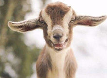 Cargar imagen en el visor de la galería, Punto De Cruz Diamante - Punto De Cruz Diamante - Little Oveja - Figuredart - Mascotas Punto De Cruz Diamante Animales