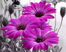 Cargar imagen en el visor de la galería, Punto De Cruz Diamante - Punto De Cruz Diamante - Margaritas Púrpuras - Figuredart - Flores Punto De Cruz Diamante Flores