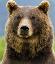 Cargar imagen en el visor de la galería, Punto De Cruz Diamante - Punto De Cruz Diamante - Oso - Figuredart - Mascotas Oso Punto De Cruz Diamante Animales