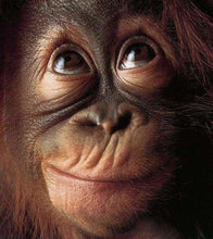 Cargar imagen en el visor de la galería, Punto De Cruz Diamante - Punto De Cruz Diamante - Pequeño Mono - Figuredart - Mascotas Monos Punto De Cruz Diamante Animales