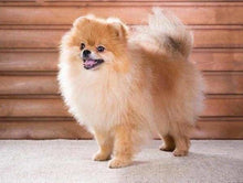 Cargar imagen en el visor de la galería, Punto De Cruz Diamante - Punto De Cruz Diamante - Pequeño Perro 2 - Figuredart - Mascotas Perros Punto De Cruz Diamante Animales