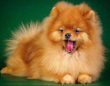 Cargar imagen en el visor de la galería, Punto De Cruz Diamante - Punto De Cruz Diamante - Perro Lindo - Figuredart - Mascotas Perros Punto De Cruz Diamante Animales