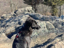 Cargar imagen en el visor de la galería, Punto De Cruz Diamante - Punto De Cruz Diamante - Piedra Y Perro - Figuredart - Mascotas Perros Punto De Cruz Diamante Animales