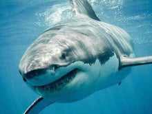 Cargar imagen en el visor de la galería, Punto De Cruz Diamante - Punto De Cruz Diamante - Tiburón - Figuredart - Mascotas Punto De Cruz Diamante Animales