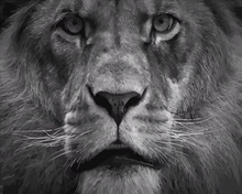 Cargar imagen en el visor de la galería, Pintar por números - Mirada de cervatillo