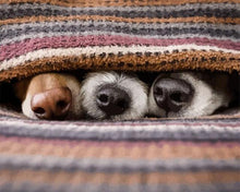 Cargar imagen en el visor de la galería, Pintar por números - ¿Ves algún perro?